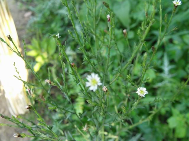 Symphyotrichum squamatum